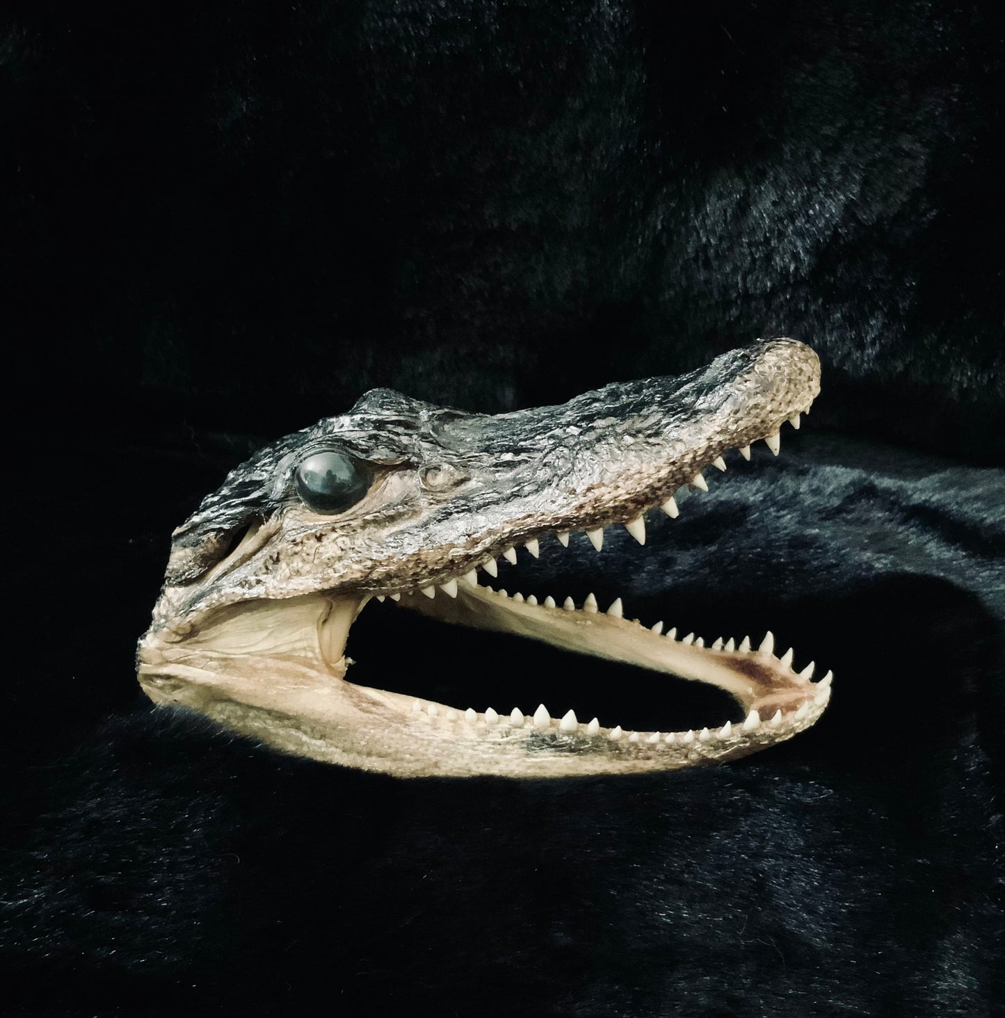Gator Head
