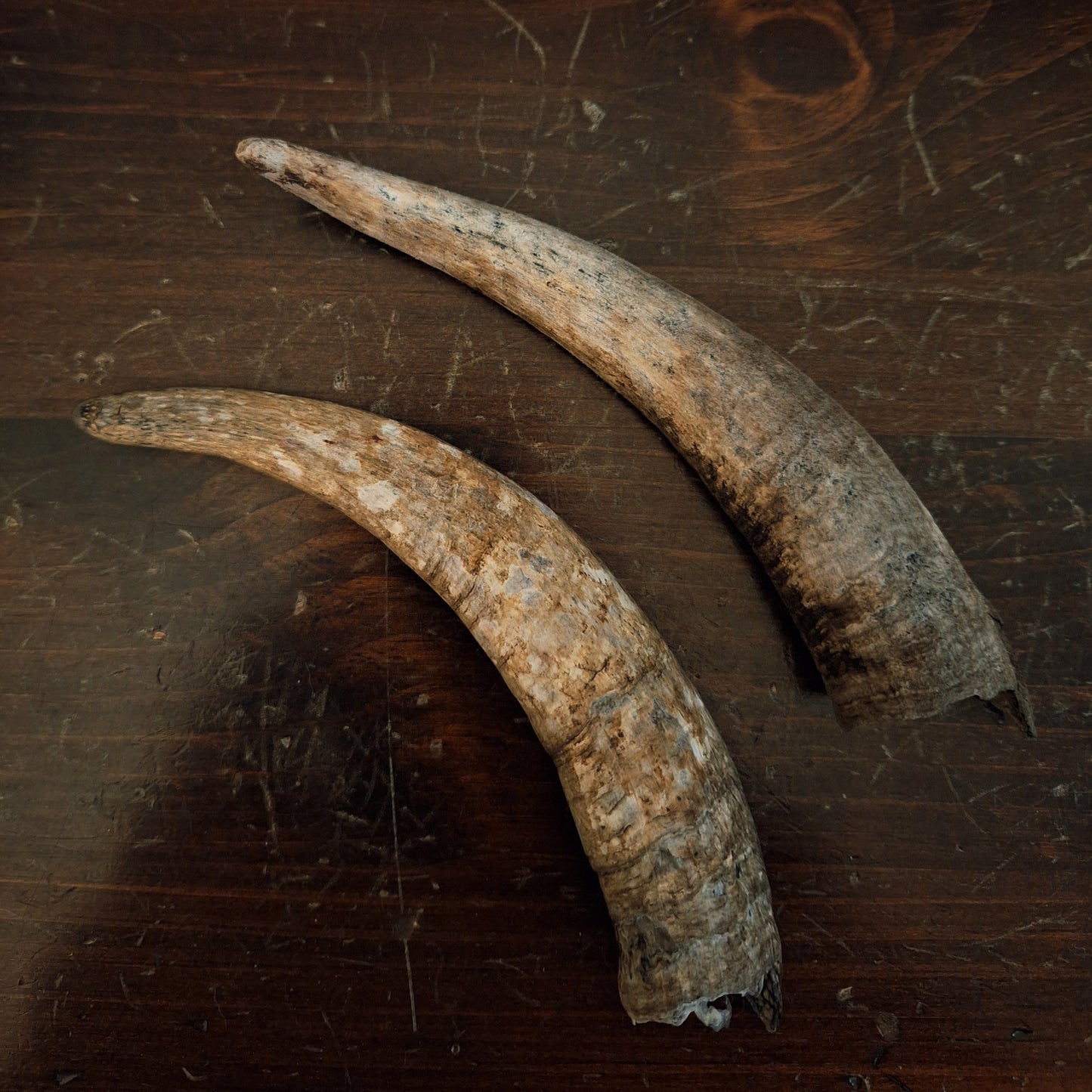 Goat Horns