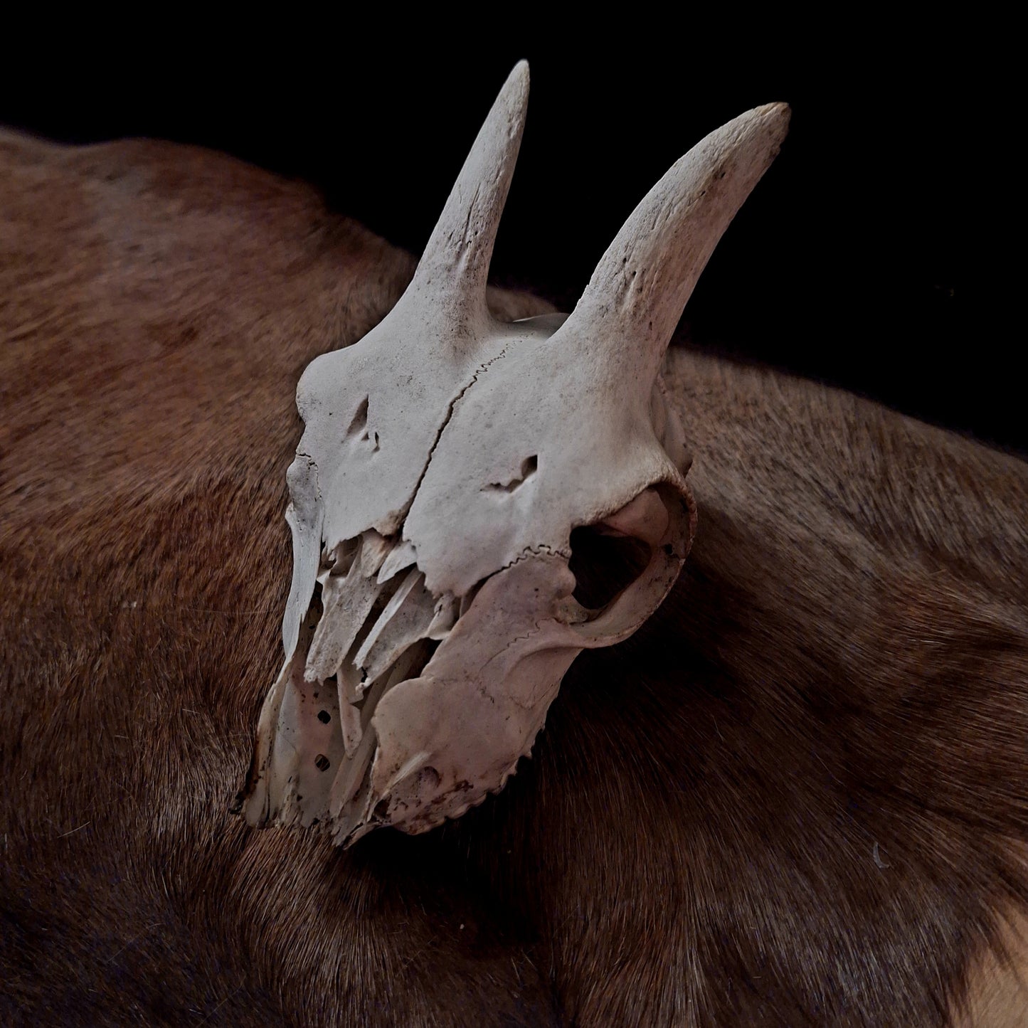 Goat Skulls