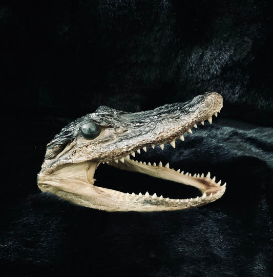Gator Head
