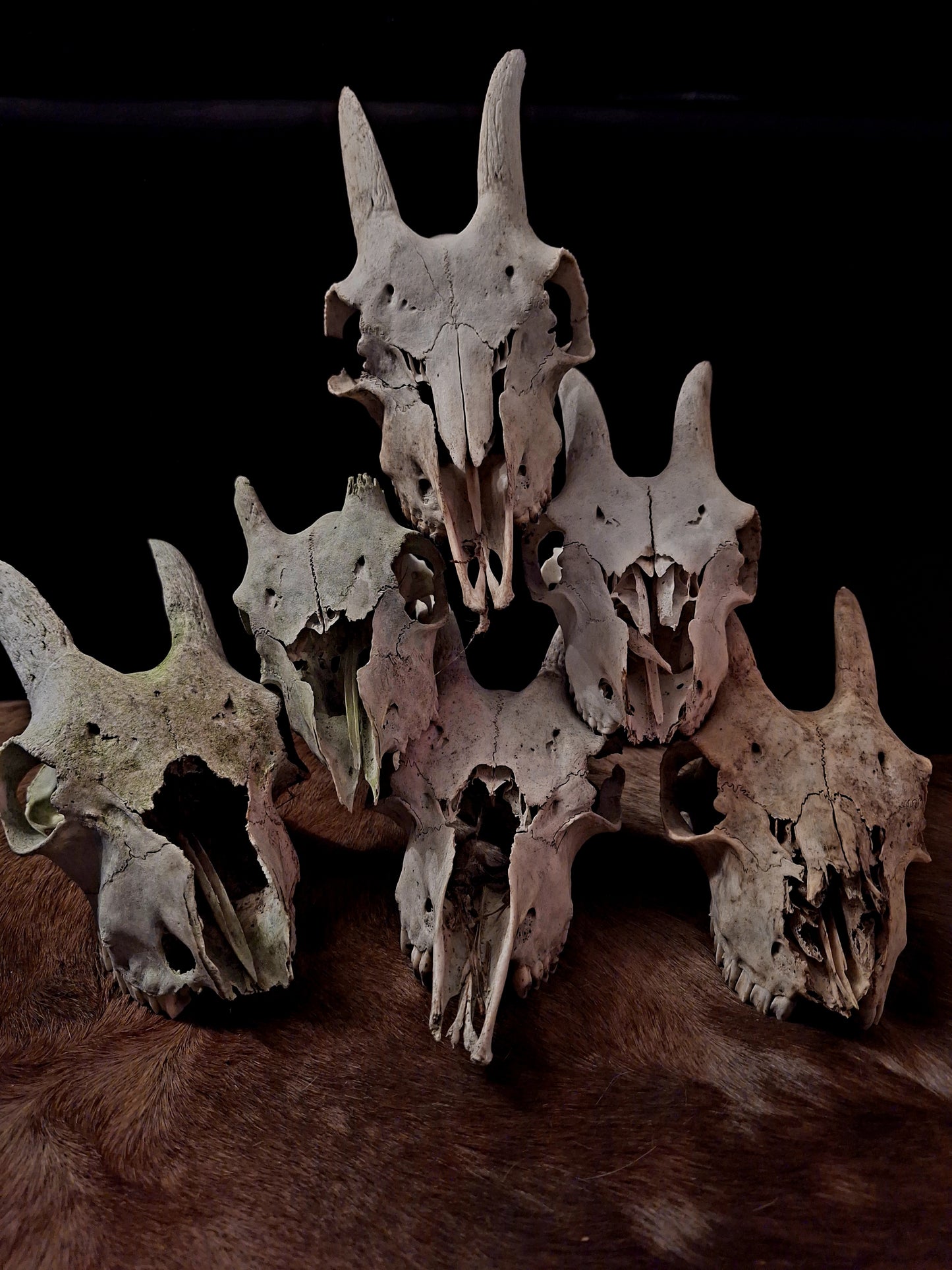 Goat Skulls