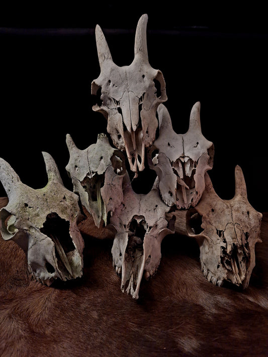 Goat Skulls