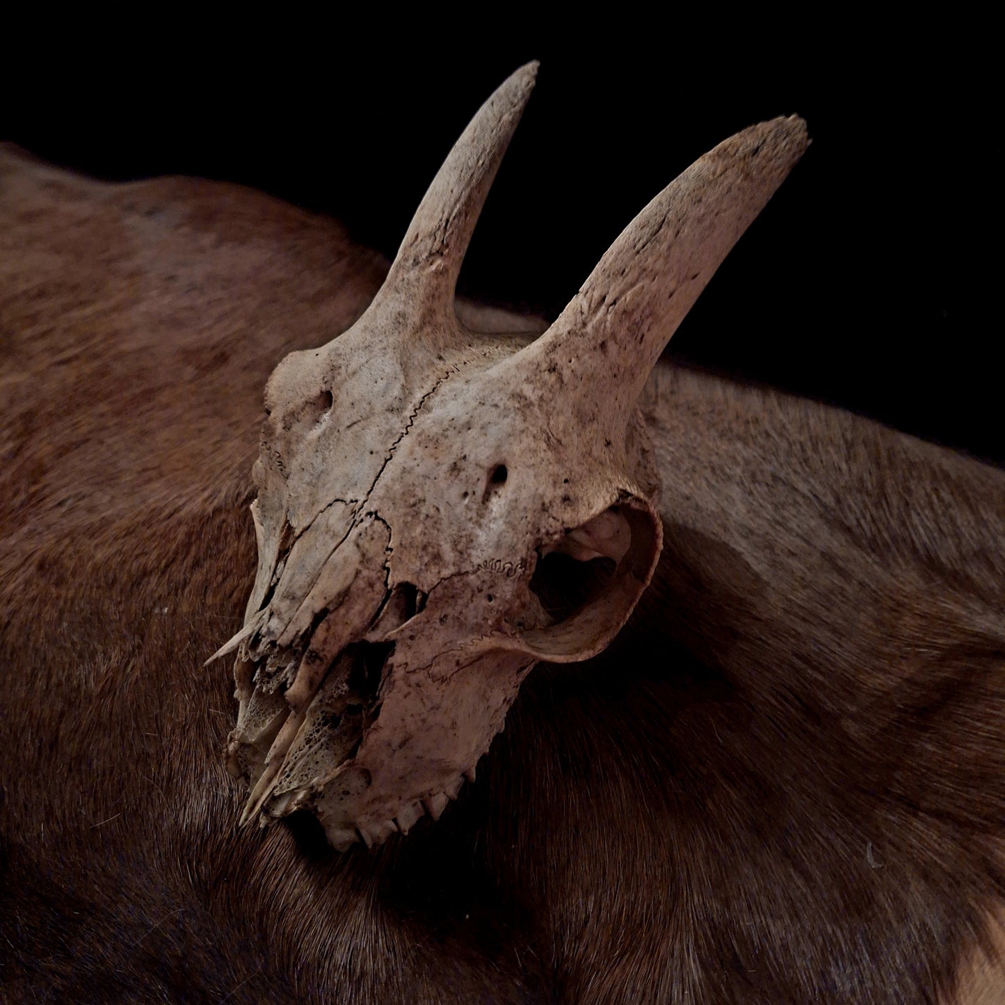 Goat Skulls