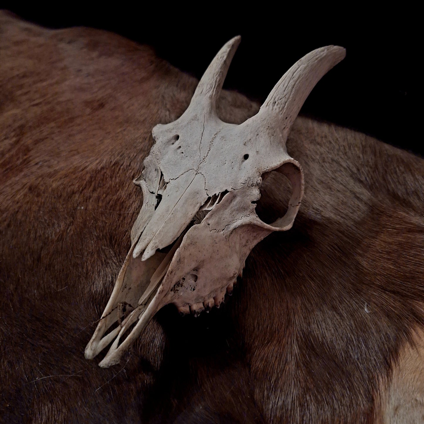 Goat Skulls