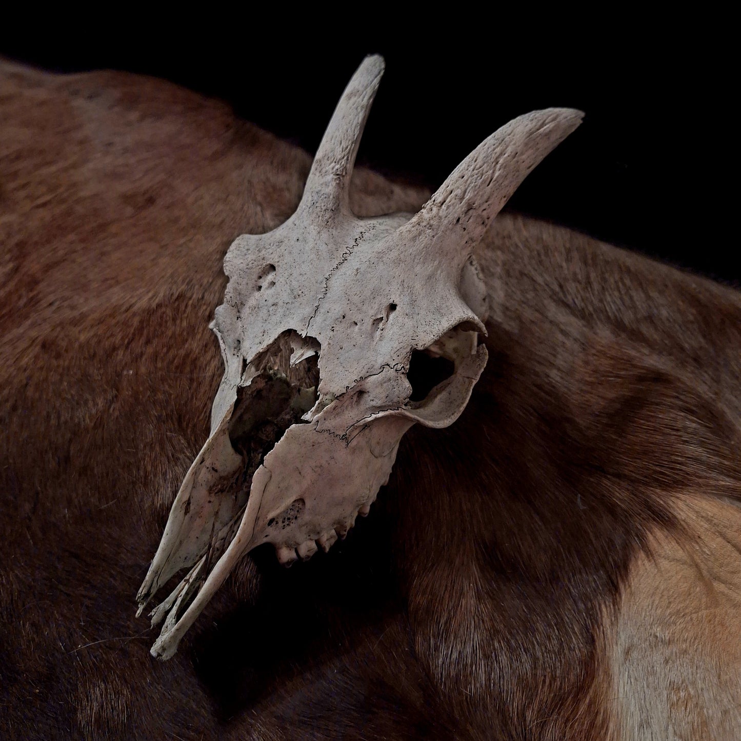 Goat Skulls
