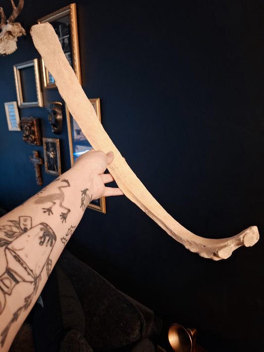 Cow Rib Bone