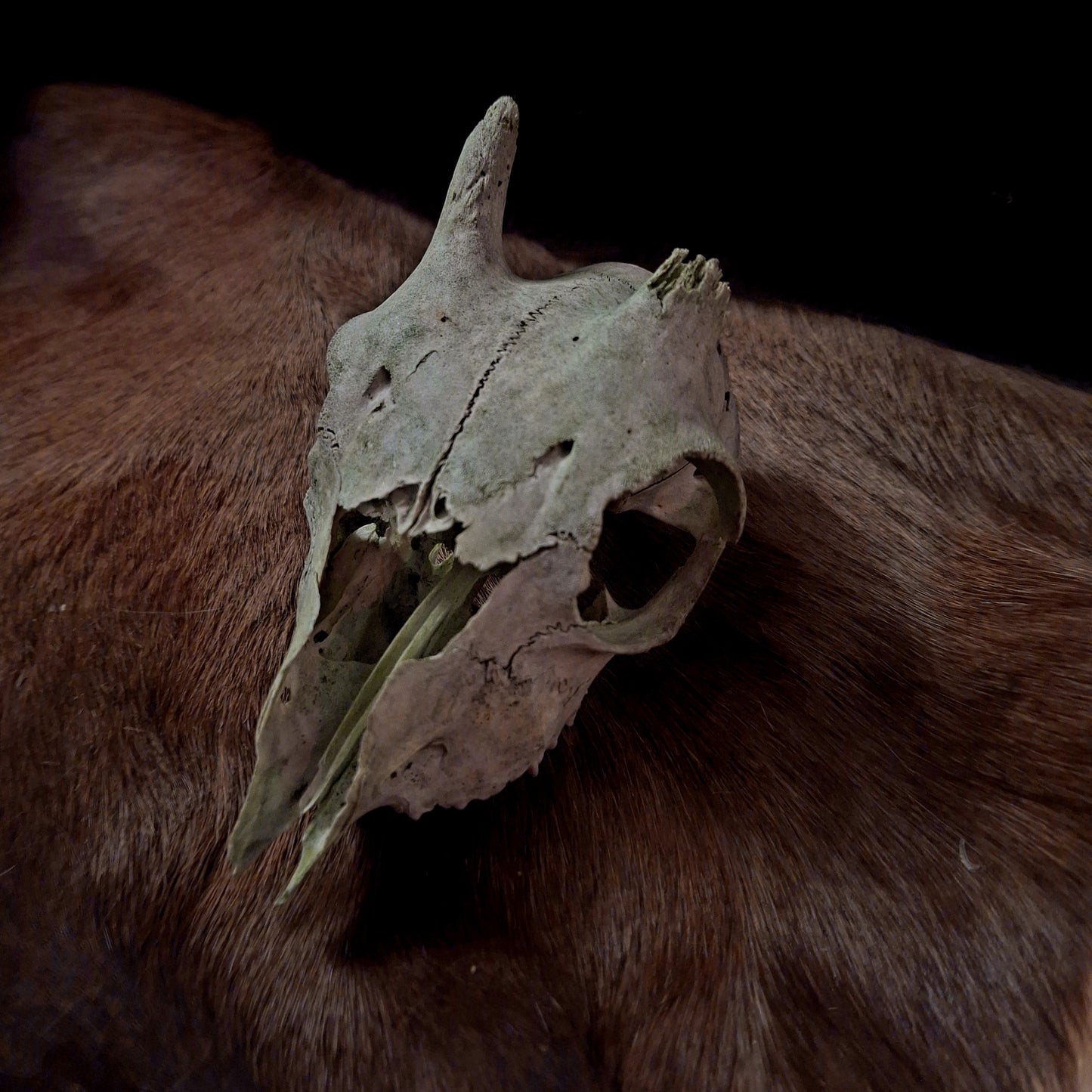 Goat Skulls