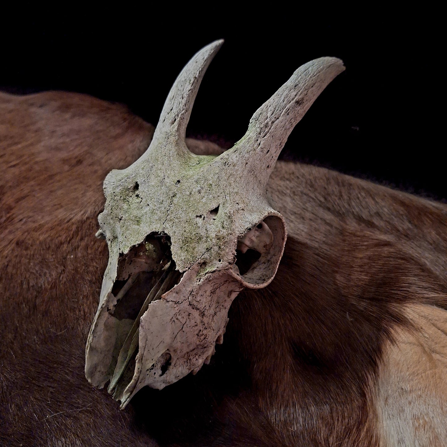 Goat Skulls